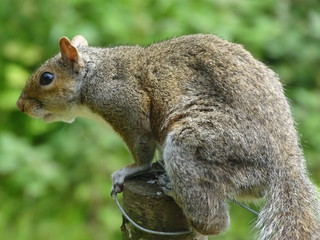 Eichhörnchen auf Pfosten