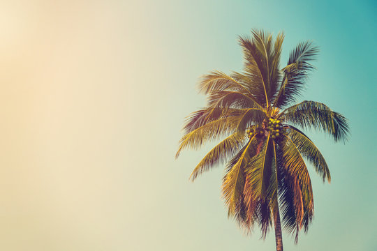 Fototapeta coconut palm tree and sky on beach with vintage toned.