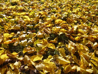 autumn season with fallen yellow leaves