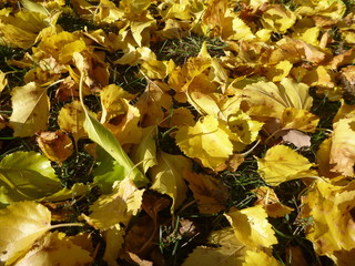 autumn season with fallen yellow leaves