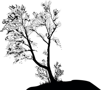 small bare isolated fall tree silhouette