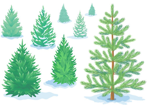 A set of pine trees, fir trees with varying degrees of detail.