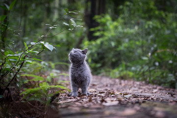 The kitten in the outdoor park