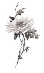 Ink illustration of flower, blooming chrysanthemum in monochrome. Sumi-e, u-sin, gohua painting stile. Silhouette made up of black brush strokes isolated on white background. - obrazy, fototapety, plakaty