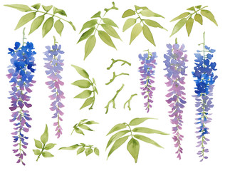 Collection of painted watercolor floral elements, blooming wisteria with leaves, isolated on white background. - obrazy, fototapety, plakaty