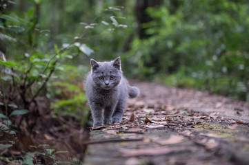 The kitten in the outdoor park