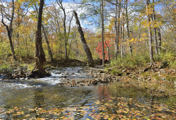 Autumn woodsy river 14