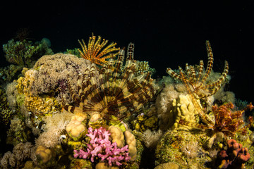 Night coral reef