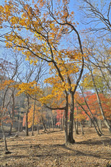 Autumn forest 2