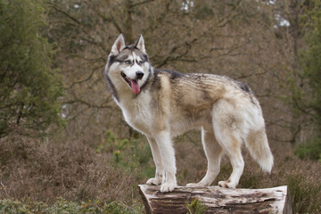 Naklejka na ściany i meble Husky with blue eyes on a tree trunk