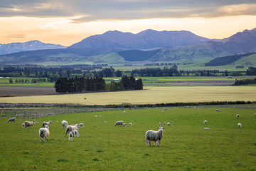 Fototapeta na wymiar Sheep in New Zealand