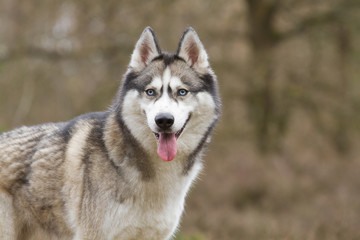 Portrait of a Siberian husky