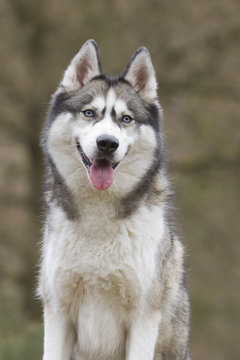 Portrait of a beautiful blue eyed husky