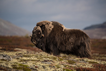 Musk ox Dovre Norway