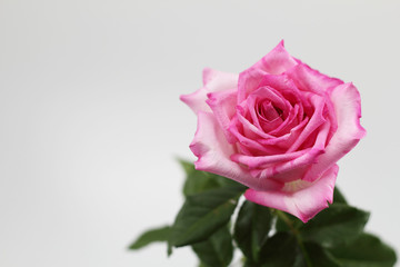 Beautiful pink roses in vintage style on background