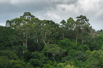 View  Evergreen Forest,Khao Yai National Park Thailand under sun