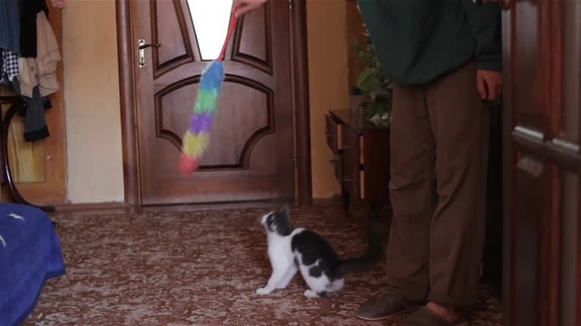 Man Plays With Cat/man Playing With A Cat That Jumping High In The Room