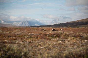 Musk ox Dovre Norway
