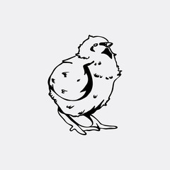 Hand-drawn pencil graphics, chicken, chick. Engraving, stencil style.