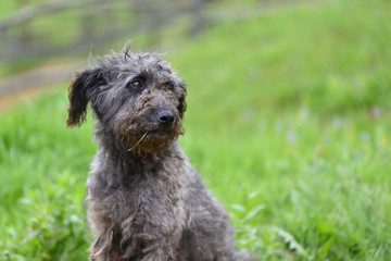 Sad and lonely cute dog in nature against green background