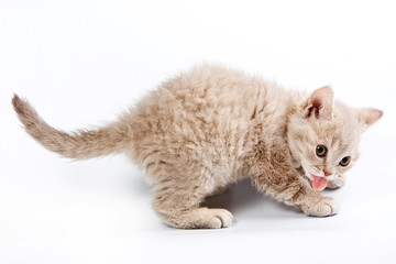 Funny kitten British cat (isolated on white)