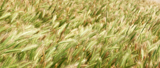 Prairie grass with seeds swaying in the wind