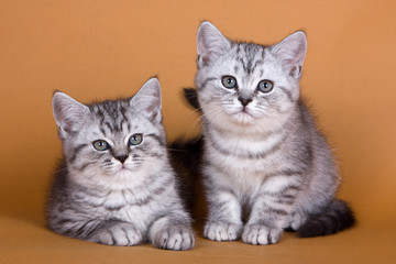 Kitten British cat on a red background