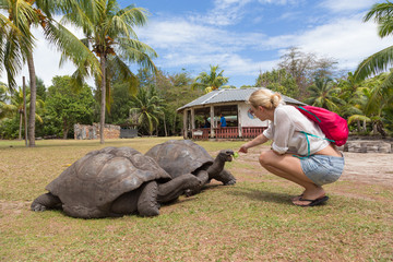 Female tourist woman feeding and admiring big old Aldabra giant tortoises, Aldabrachelys gigantea,...
