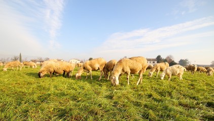 Naklejka na ściany i meble flock with many sheep grazing