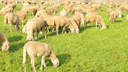 Obraz na płótnie Canvas flock with many sheep grazing