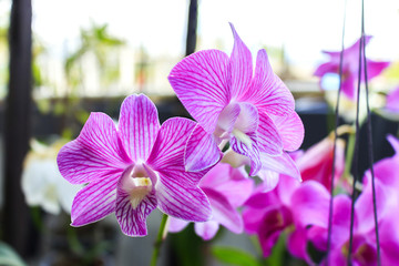 purple pink orchid in a garden. Indigenous flora of tropical beautiful orchid, naturally existing in Thailand. over light and use a soft focus