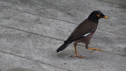 A walking bird