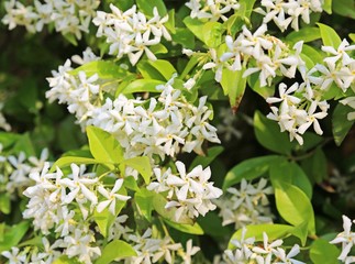 Jasmine white flowers in spring