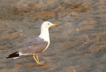 seagull at the beach in summer