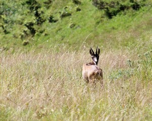 young suede with the attentive glance
