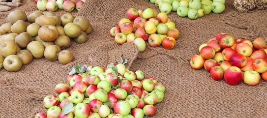 many apples of many type in autumn