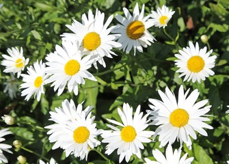 large daisies with very white petals