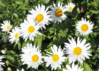 Obraz premium large daisies with very white petals