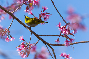 white-eye Bird on Cherry Blossom and sakura