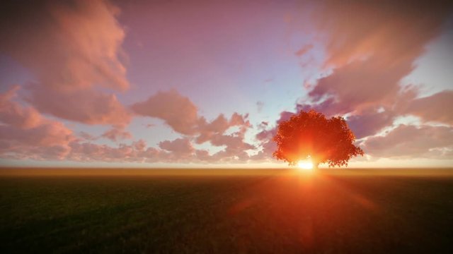 Solitary tree on green meadow, timelapse sunset