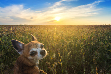 Small Chihuahua dog enjoying golden sunset in grass. It looks into camera on colorful field. Blue sky and white clouds around. Shot from down