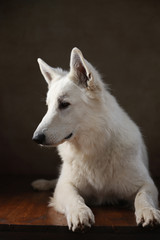 Berger Blanc Suisse im Studio liegend