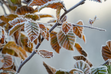 AUTUMN FROST