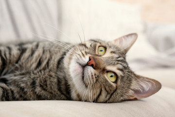 Portrait of tabby cat lying on beige furniture