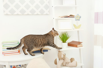 Curious tabby cat reaching stand near white wall