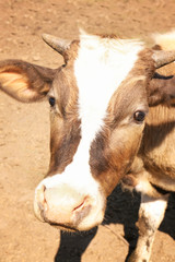 Cow on the farm, close up