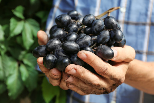 Farmers hands with bunch of grapes, outdoor