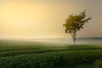 Fototapeta na wymiar beautiful tea plantation in Thailand.