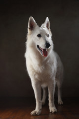 Berger Blanc Suisse im Studio stehend