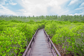 Fototapeta na wymiar Wooden walkway in mangrove forest